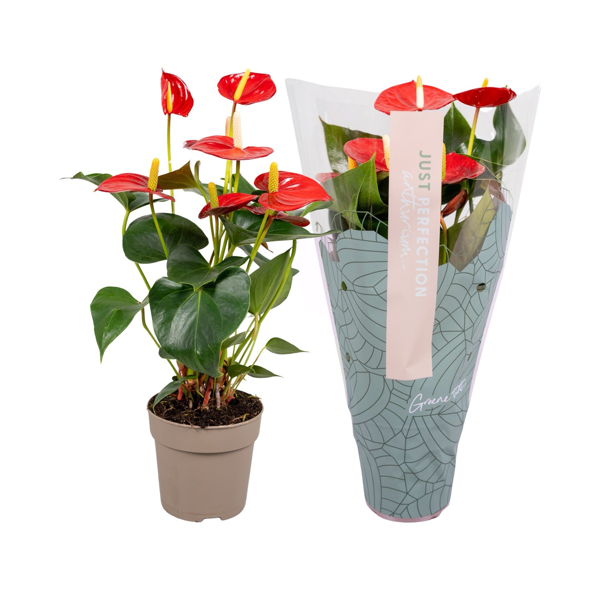 Groene Tint Anthurium Aroha Pack of 10