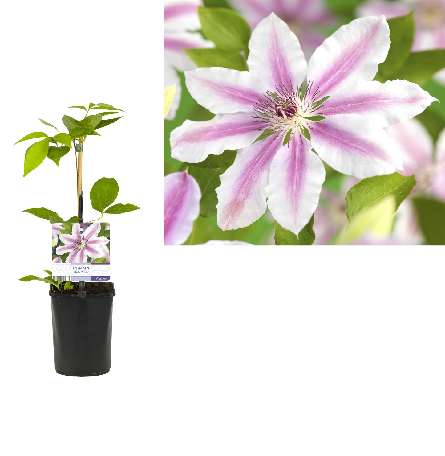 Clematis Nelly Moser 40cm 11cm Pot