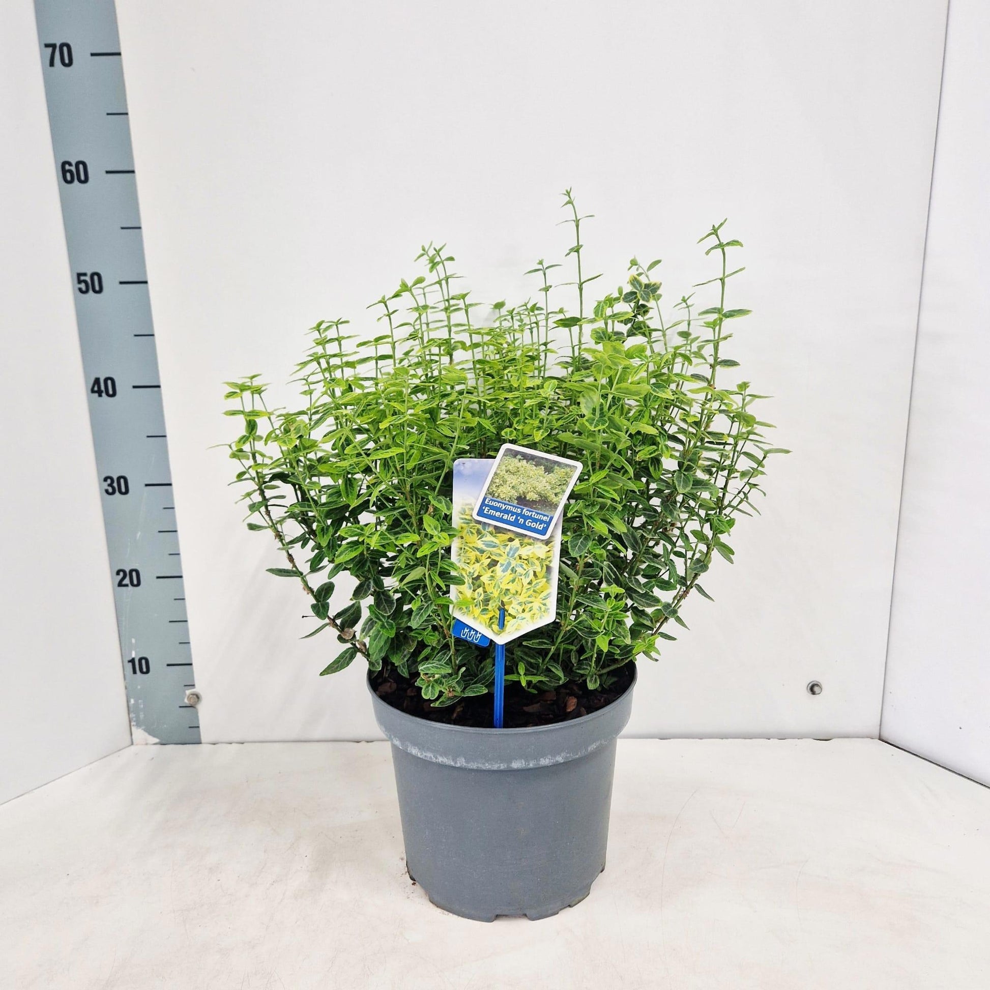 Euonymus Emerald & Gold 45cm 23cm Pot