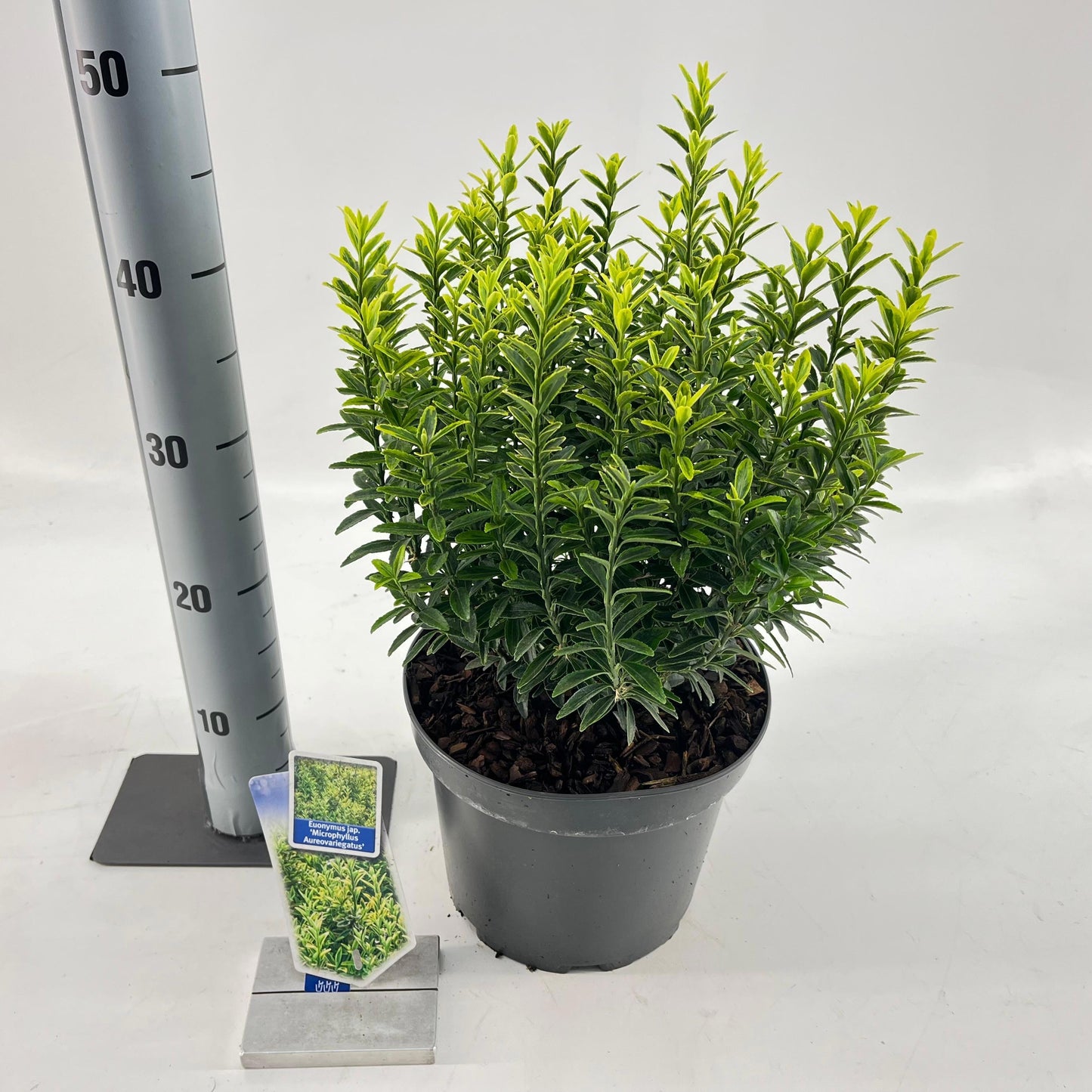 Euonymus japonicus Microphyllus Aureovariegatus 40cm 23cm Pot