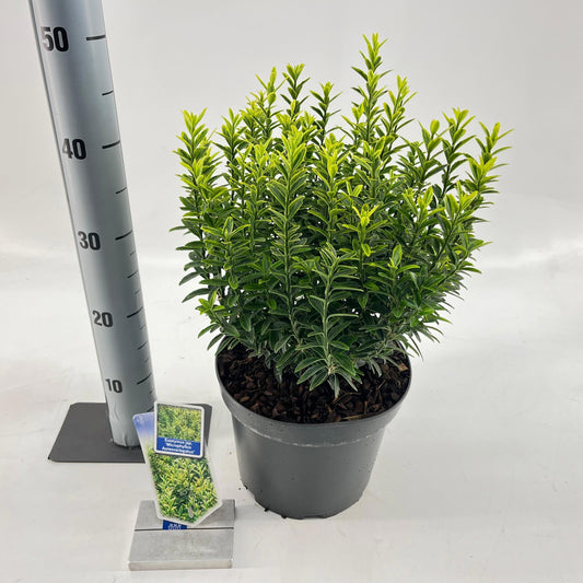 Euonymus japonicus Microphyllus Aureovariegatus 40cm 23cm Pot