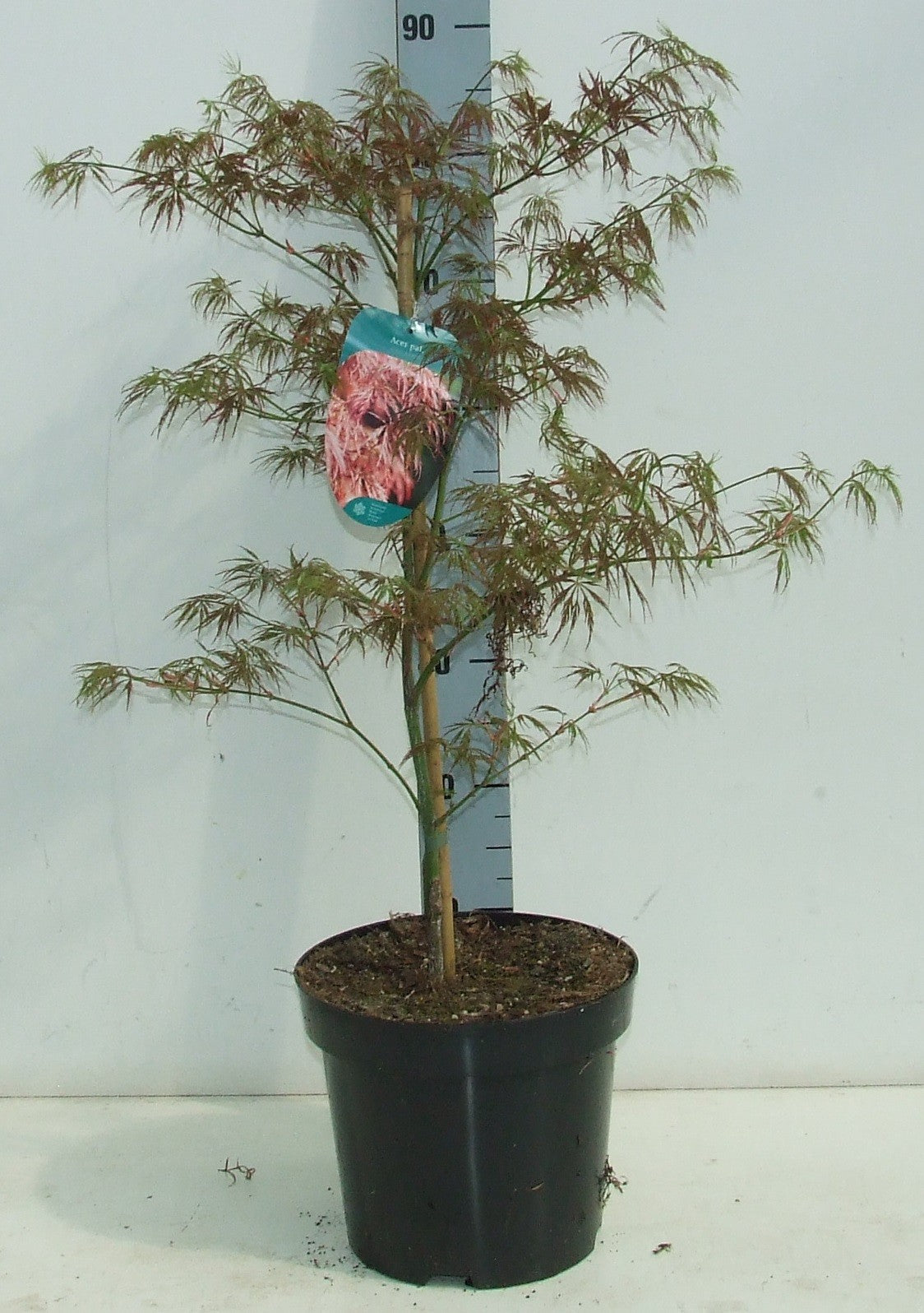 Acer Ornatum 80cm 26cm Pot