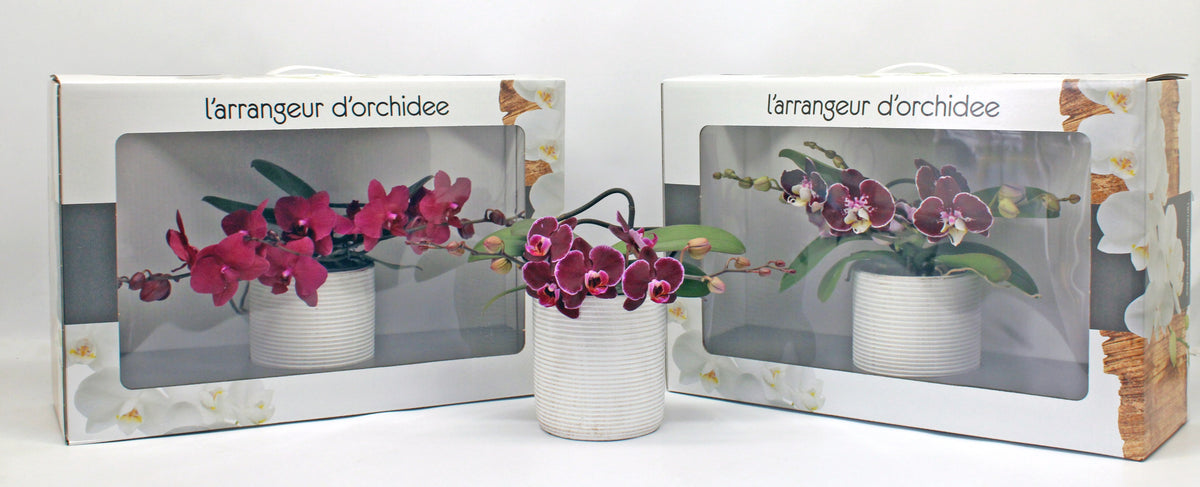 Phalaenopsis red 35cm 12cm Pot
