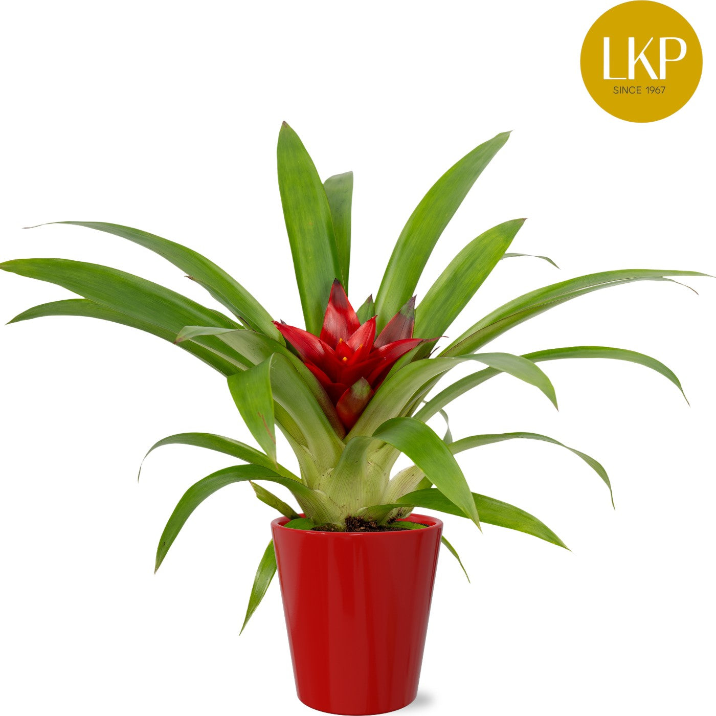 Guzmania Blitz 30cm 10cm Pot