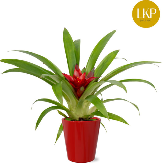 Guzmania Blitz 30cm 10cm Pot