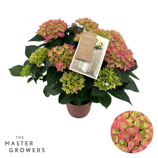 Hydrangea macr. Hi Everlast pink 40cm 14cm Pot