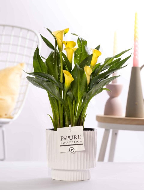 Zantedeschia Summer Sun 40cm 12cm Pot