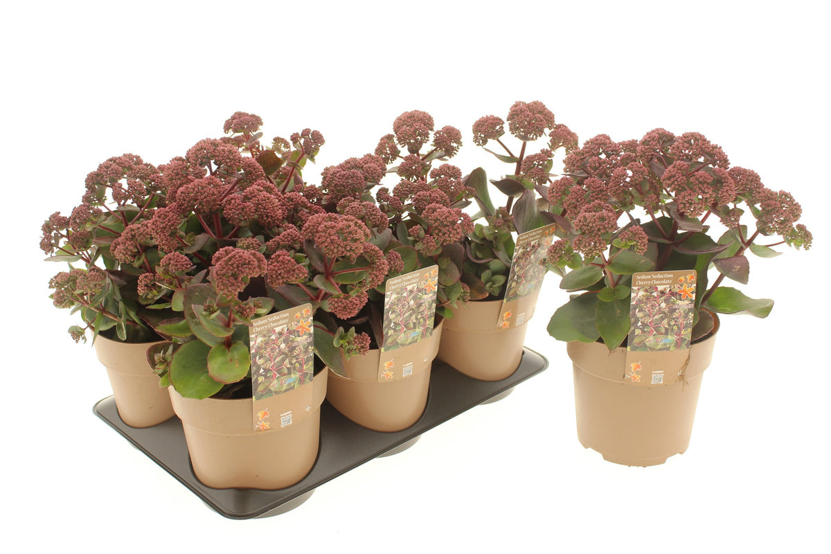 Sedum Seduction Cherry Chocolate 30cm 15cm Pot