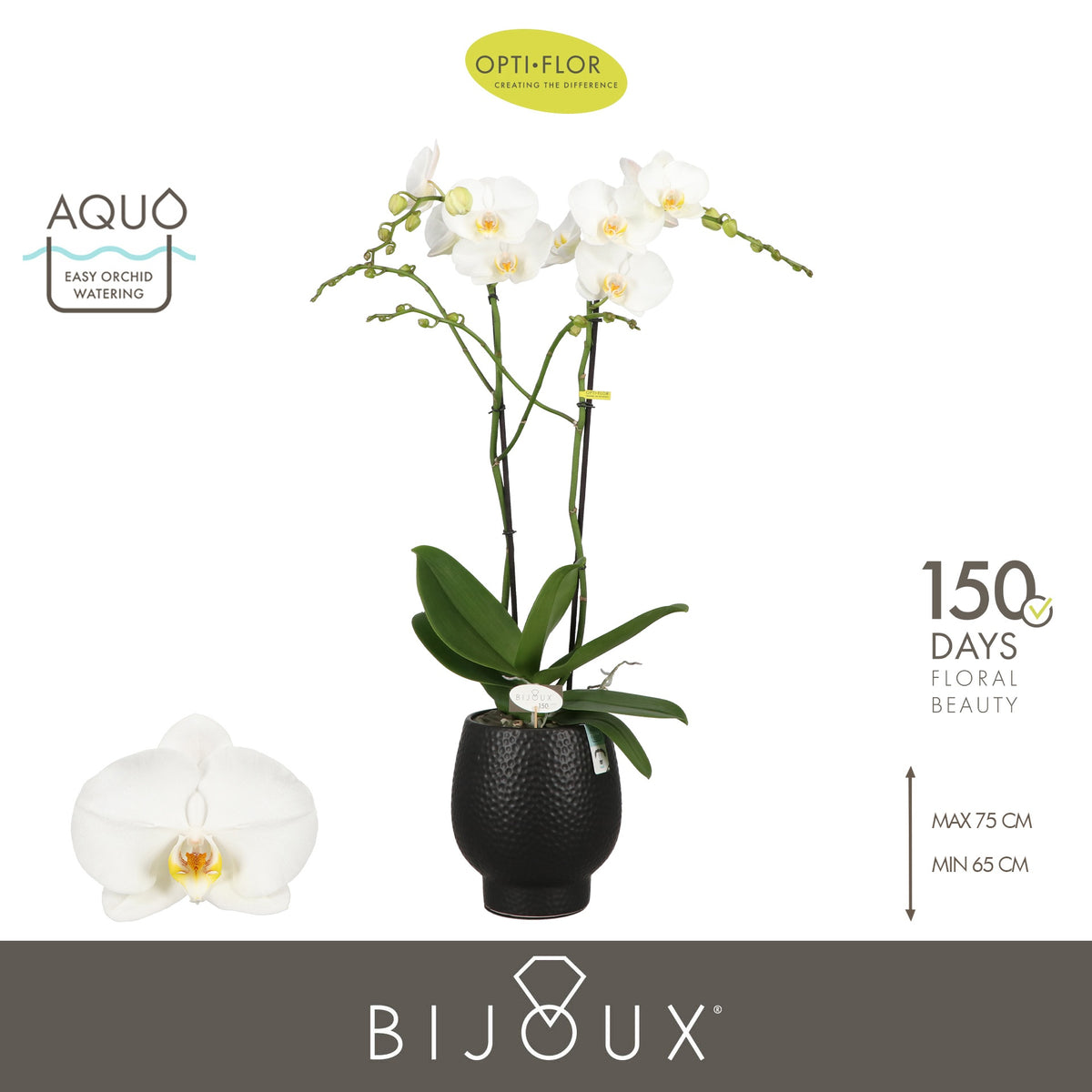 Phalaenopsis white 70cm 15cm Pot