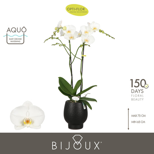 Phalaenopsis white 70cm 15cm Pot