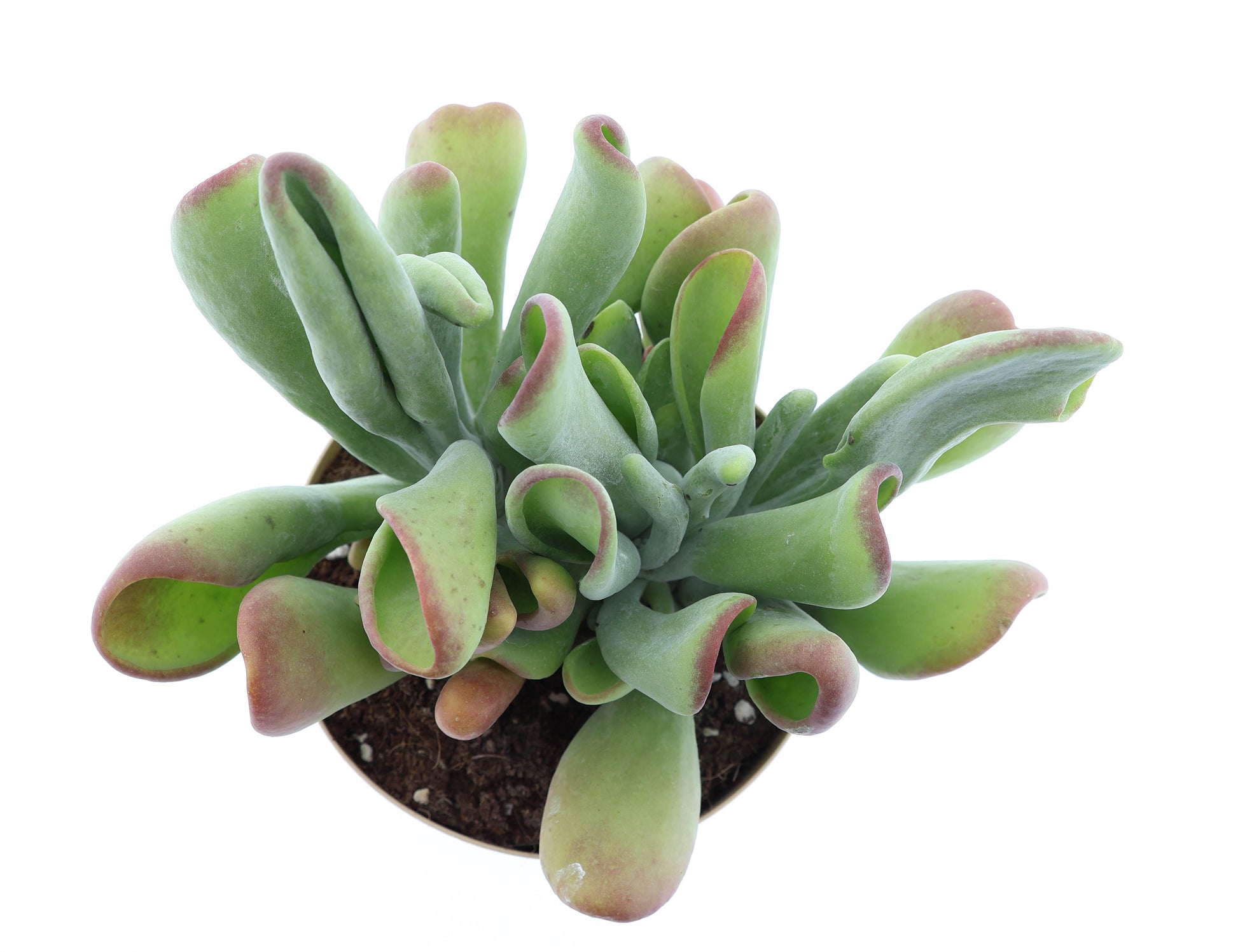 kalanchoe-hybrid-40cm-17cm-pot