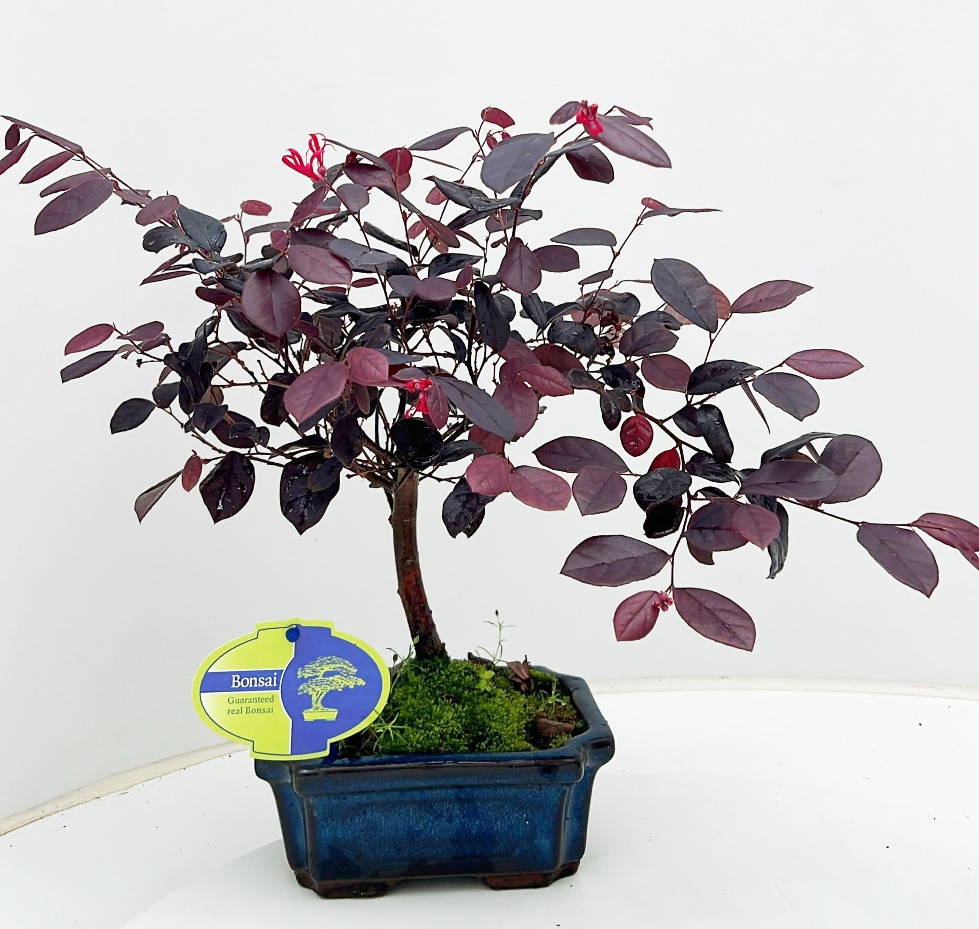 Lodder Bonsai BV Loropetalum chinense Pack of 8