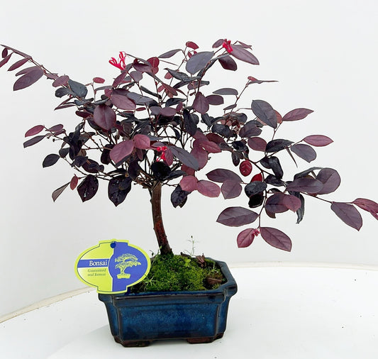 Lodder Bonsai BV Loropetalum chinense Pack of 8