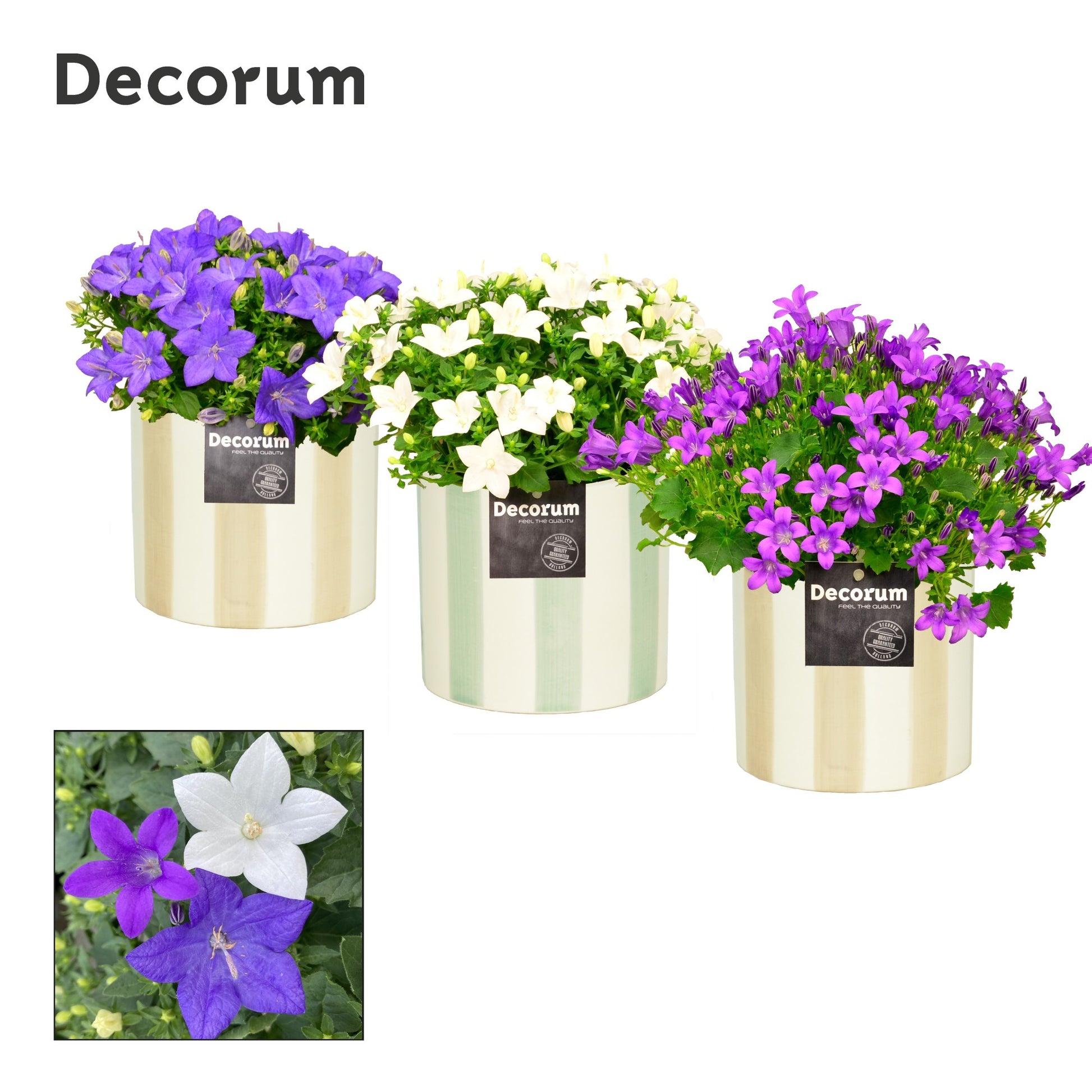 Campanula Hybrid 22cm 14cm Pot