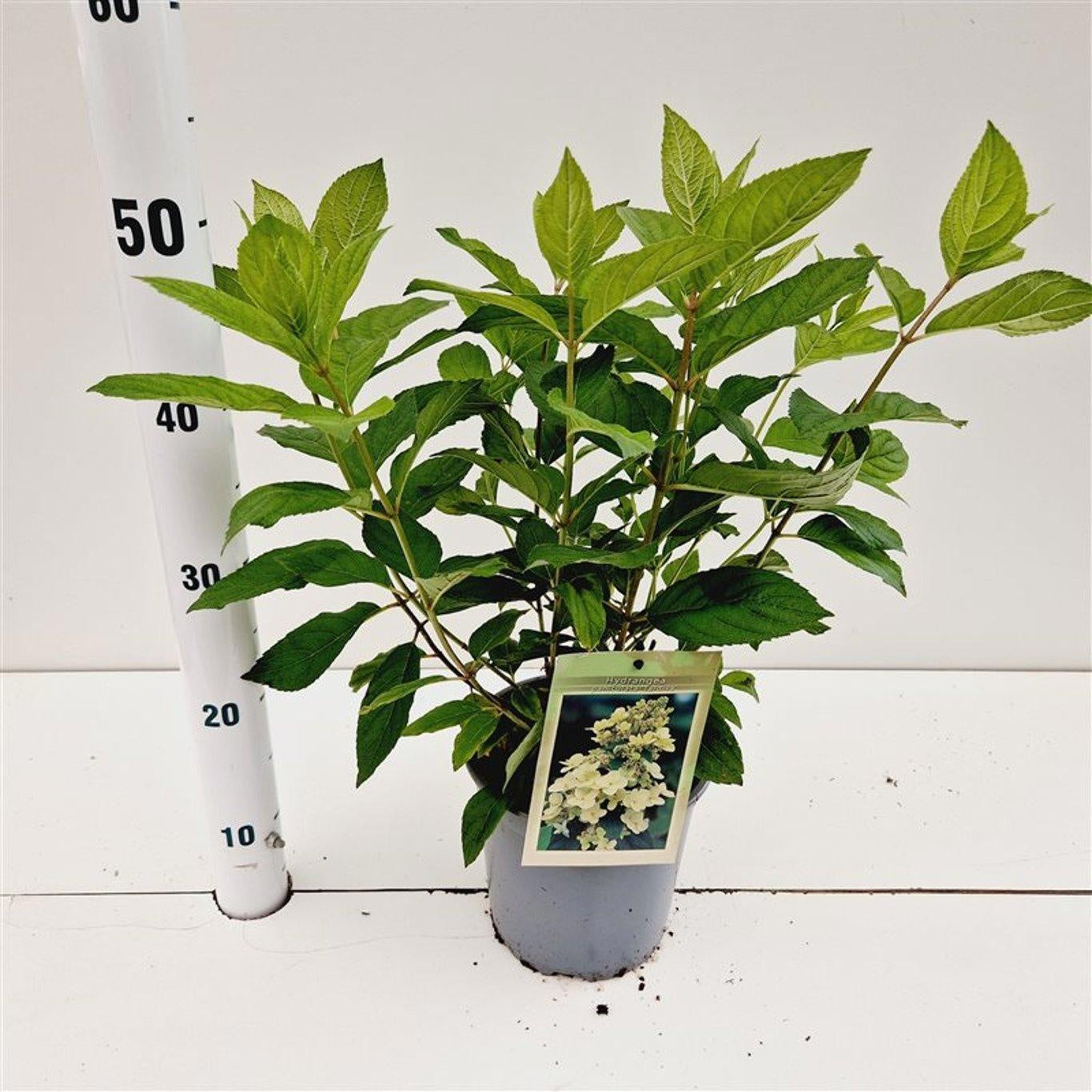 Hydrangea pan. Tardiva 35cm 17cm Pot