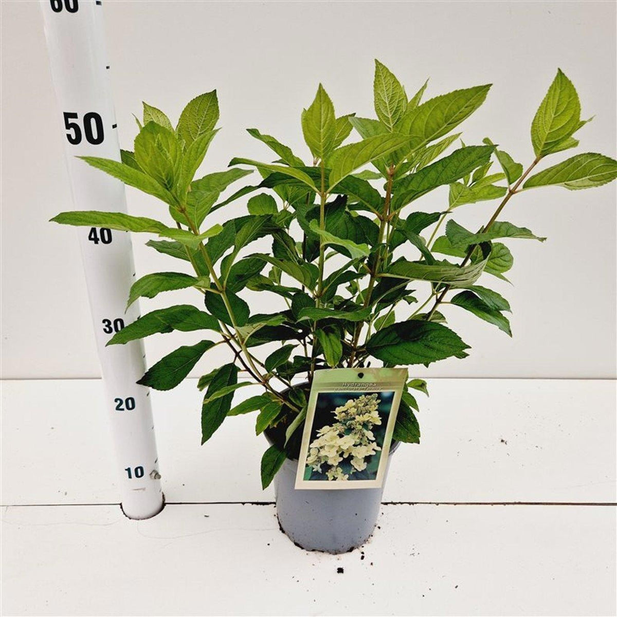 Hydrangea pan. Tardiva 35cm 17cm Pot