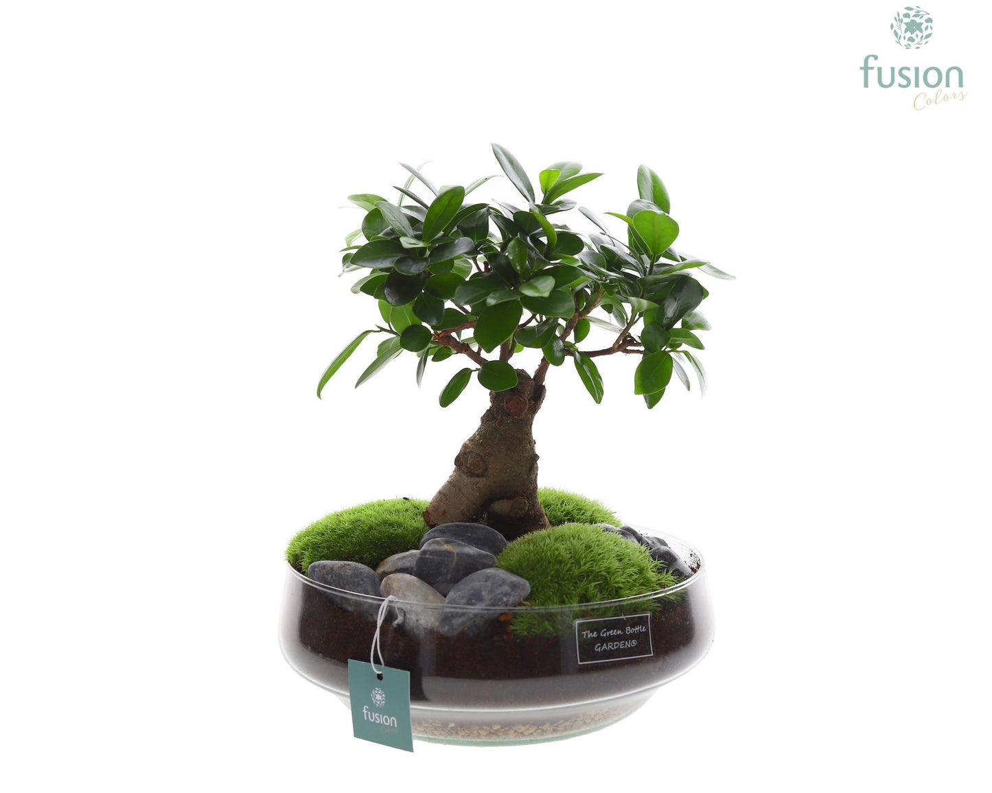 Ficus Ginseng in glass 35cm 24cm Pot