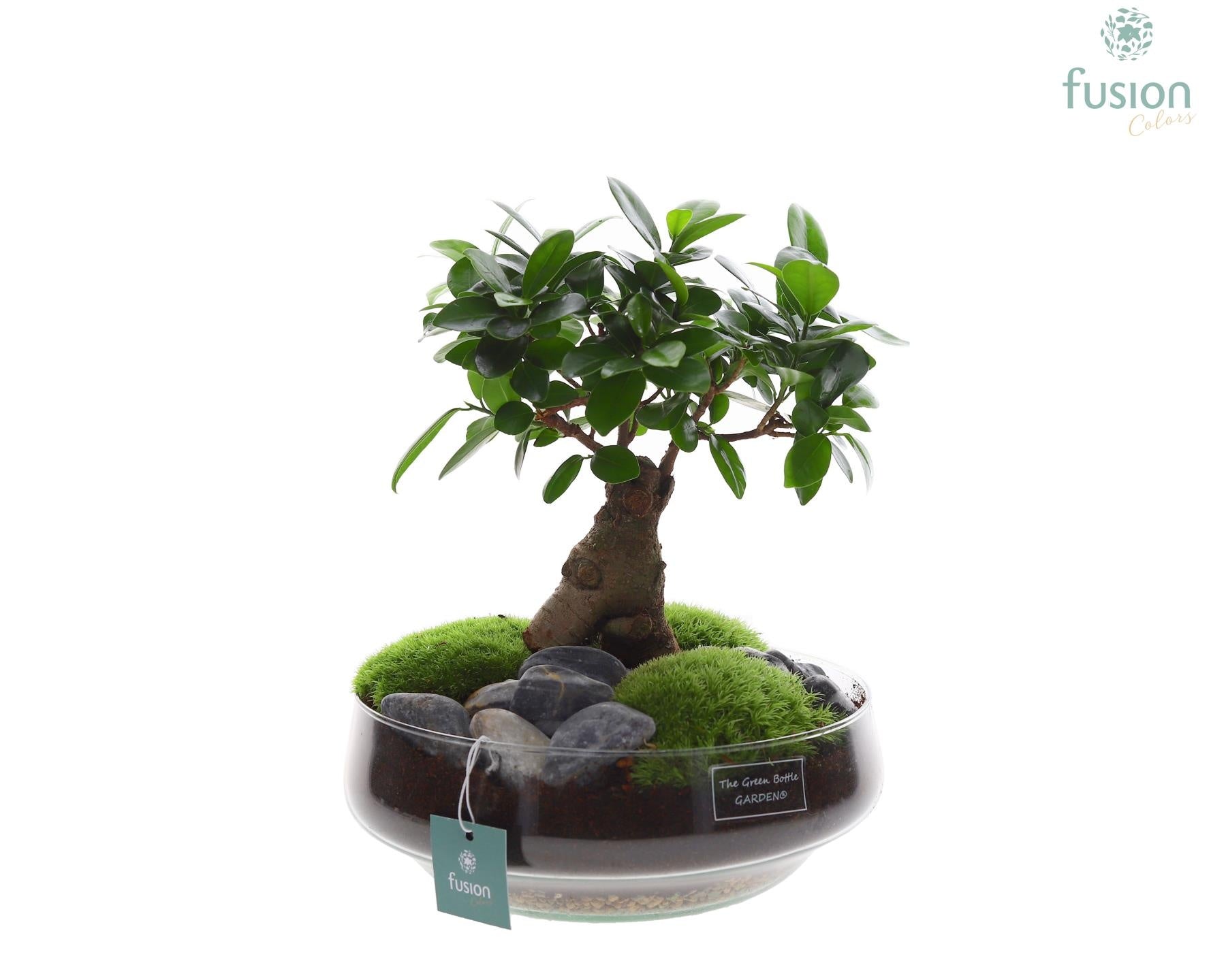 Ficus Ginseng in glass 35cm 24cm Pot