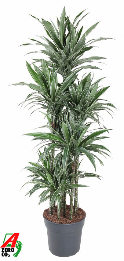 dracaena-fragrans-warneckei-caroussel-170cm-34cm-pot