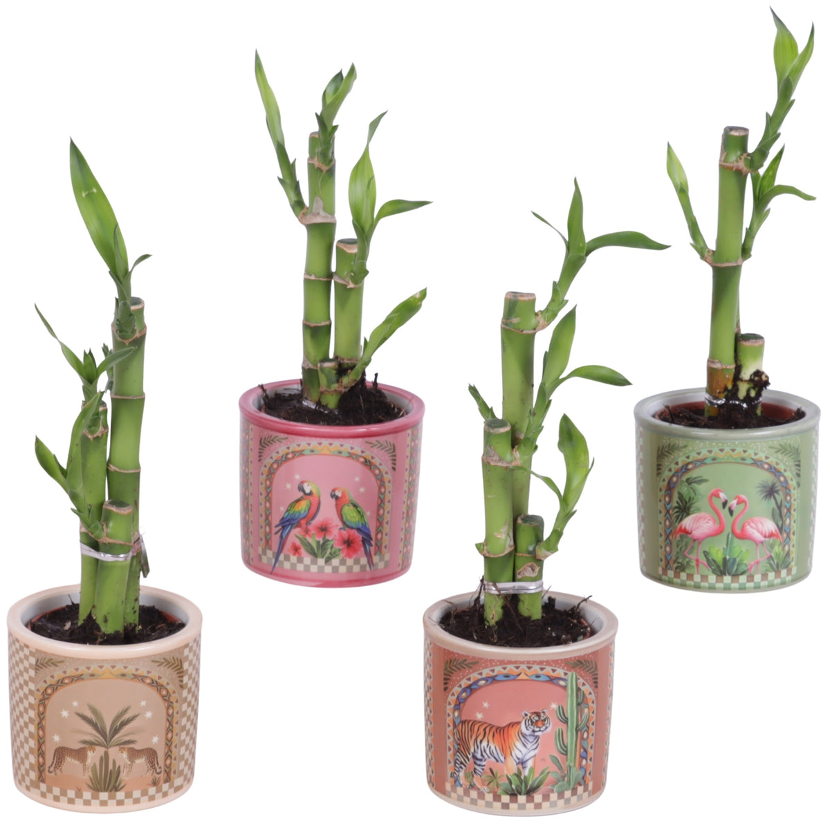 Drac. Lucky Bamboo 25cm 7cm Pot