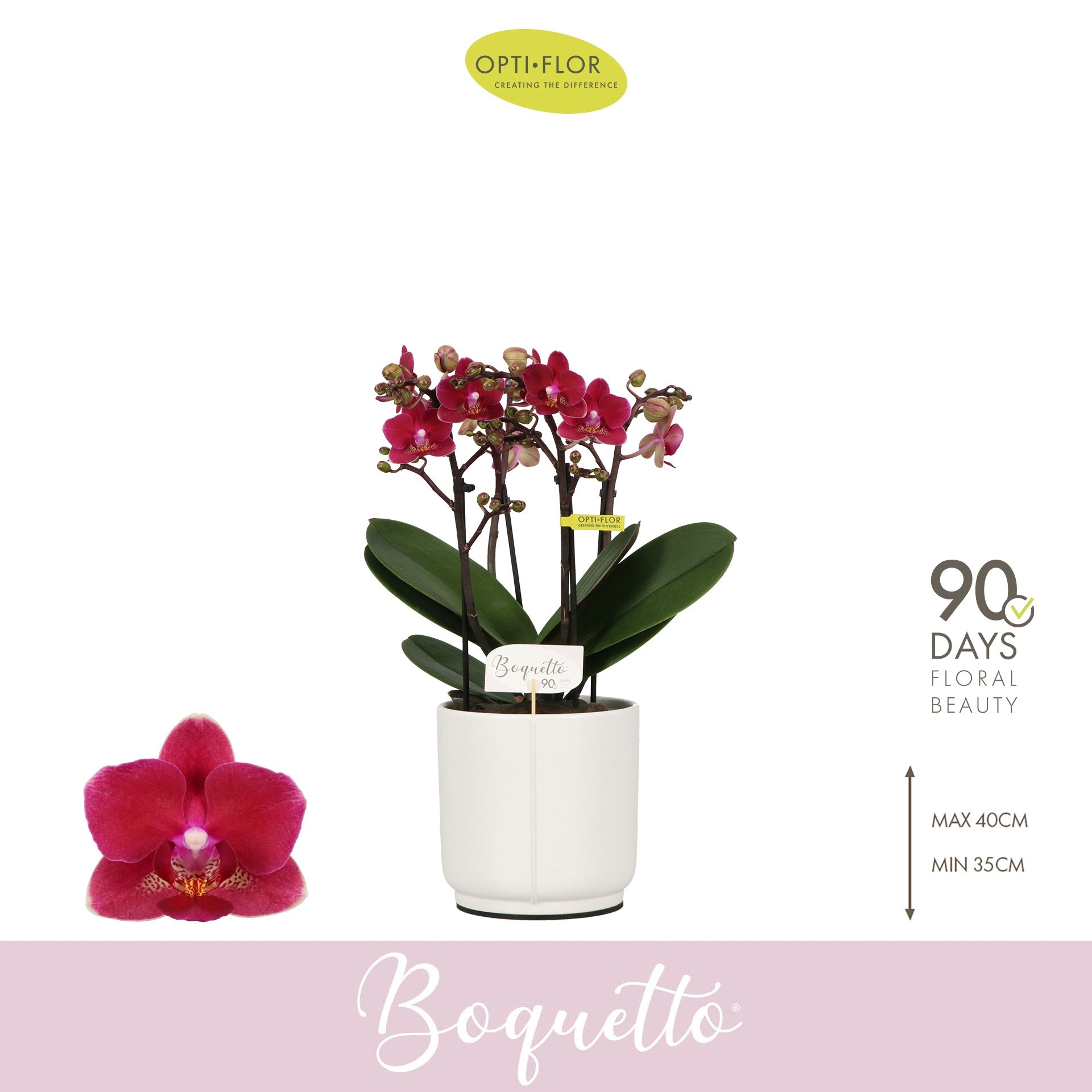 Phalaenopsis Purple 35cm 12cm Pot