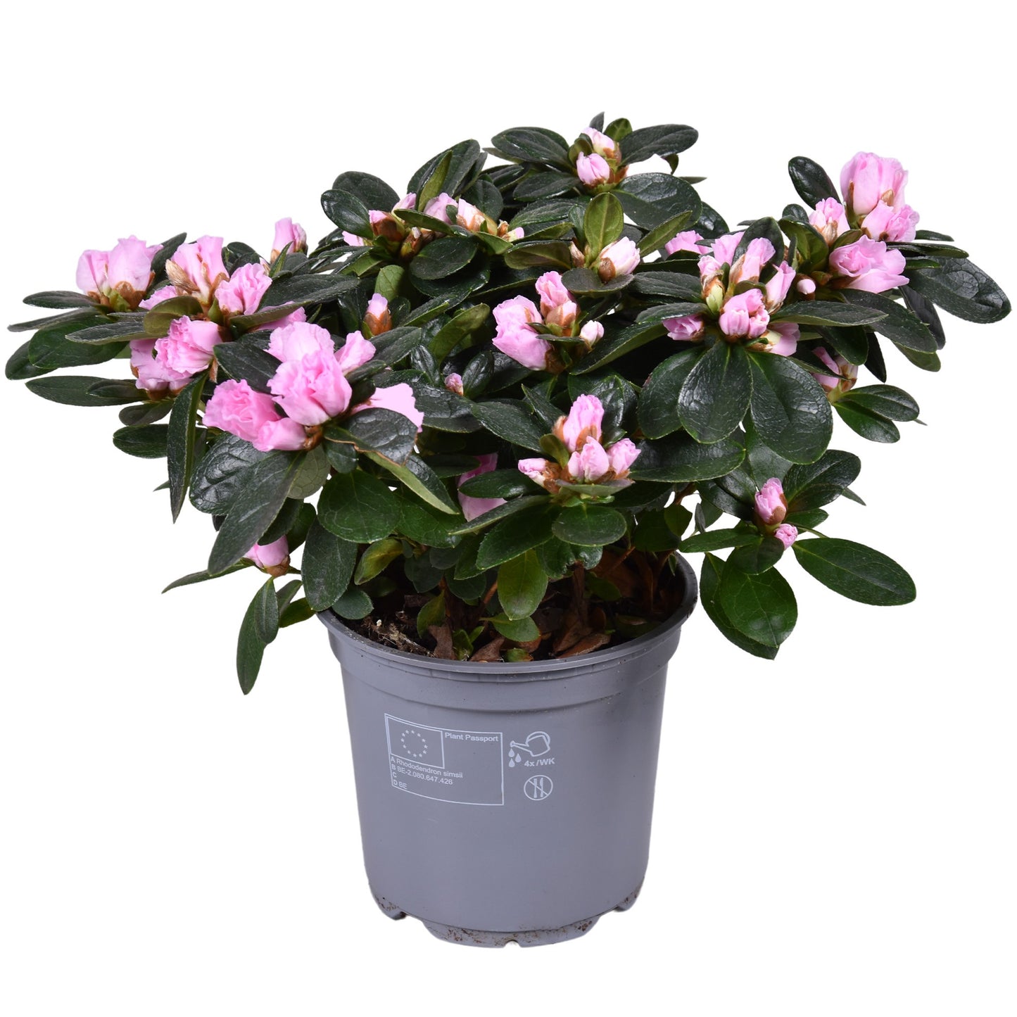 Rhododendron Vogel Pink 28cm 12cm Pot