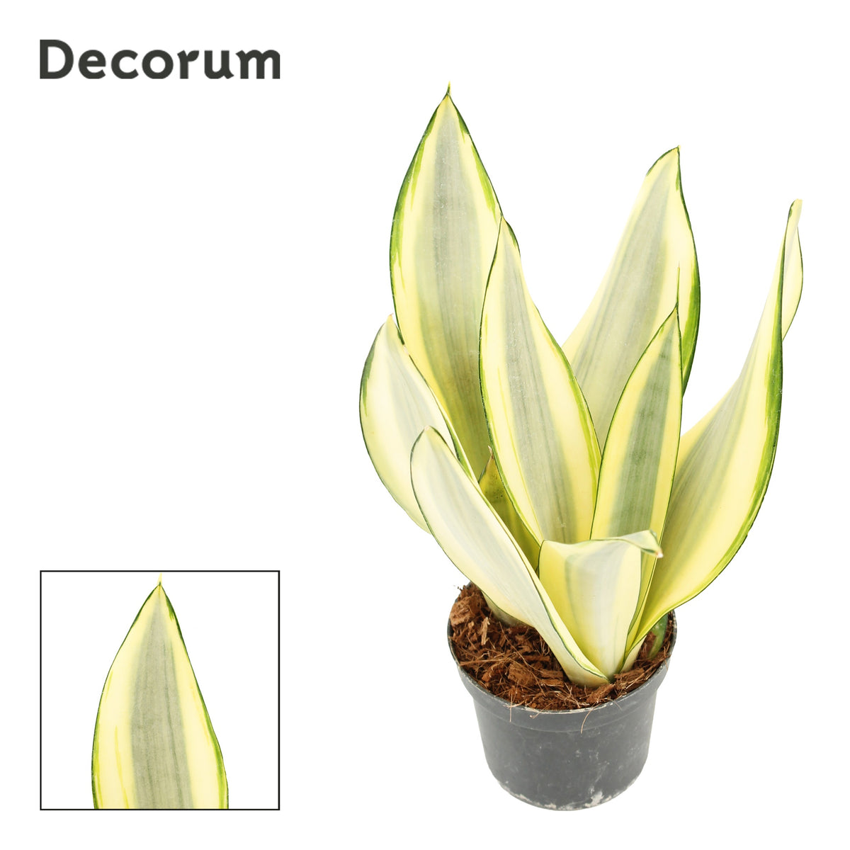 Sansevieria trifasciata 25cm 9cm Pot