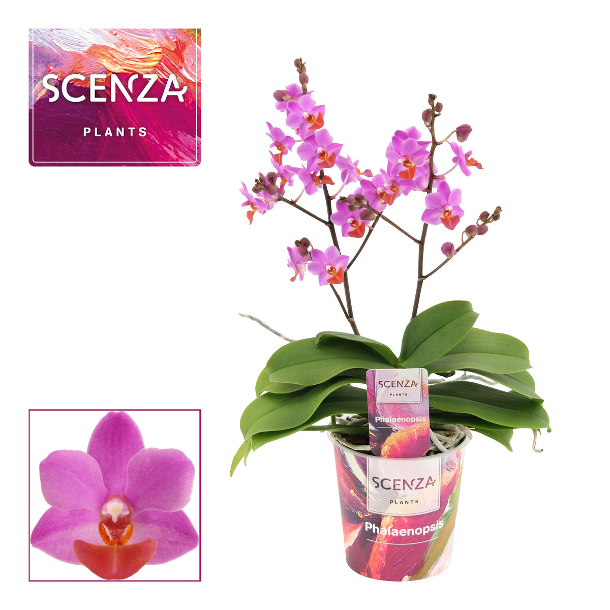 Phalaenopsis purple 30cm 12cm Pot