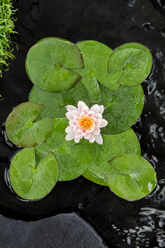 Nymphaea Hybrid 30cm 11cm Pot