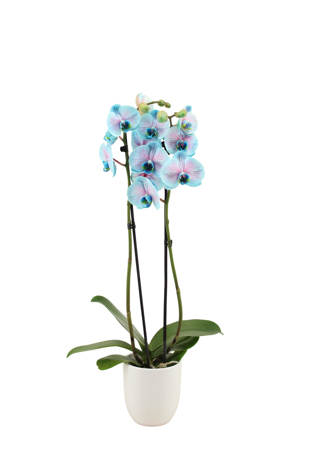 Phalaenopsis Hybrid 55cm 12cm Pot