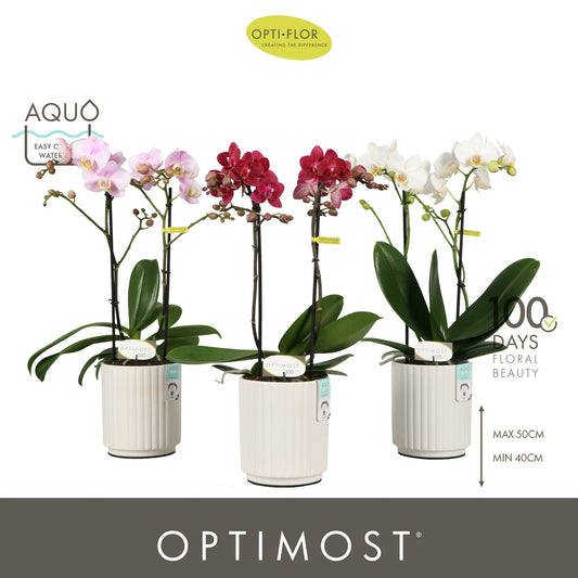 Phalaenopsis mf. mix 45cm 12cm Pot