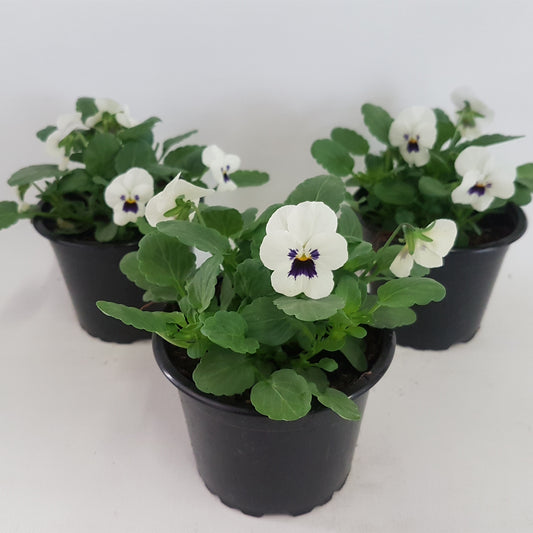 Viola corn. Callisto White with Blotch 15cm 9cm Pot