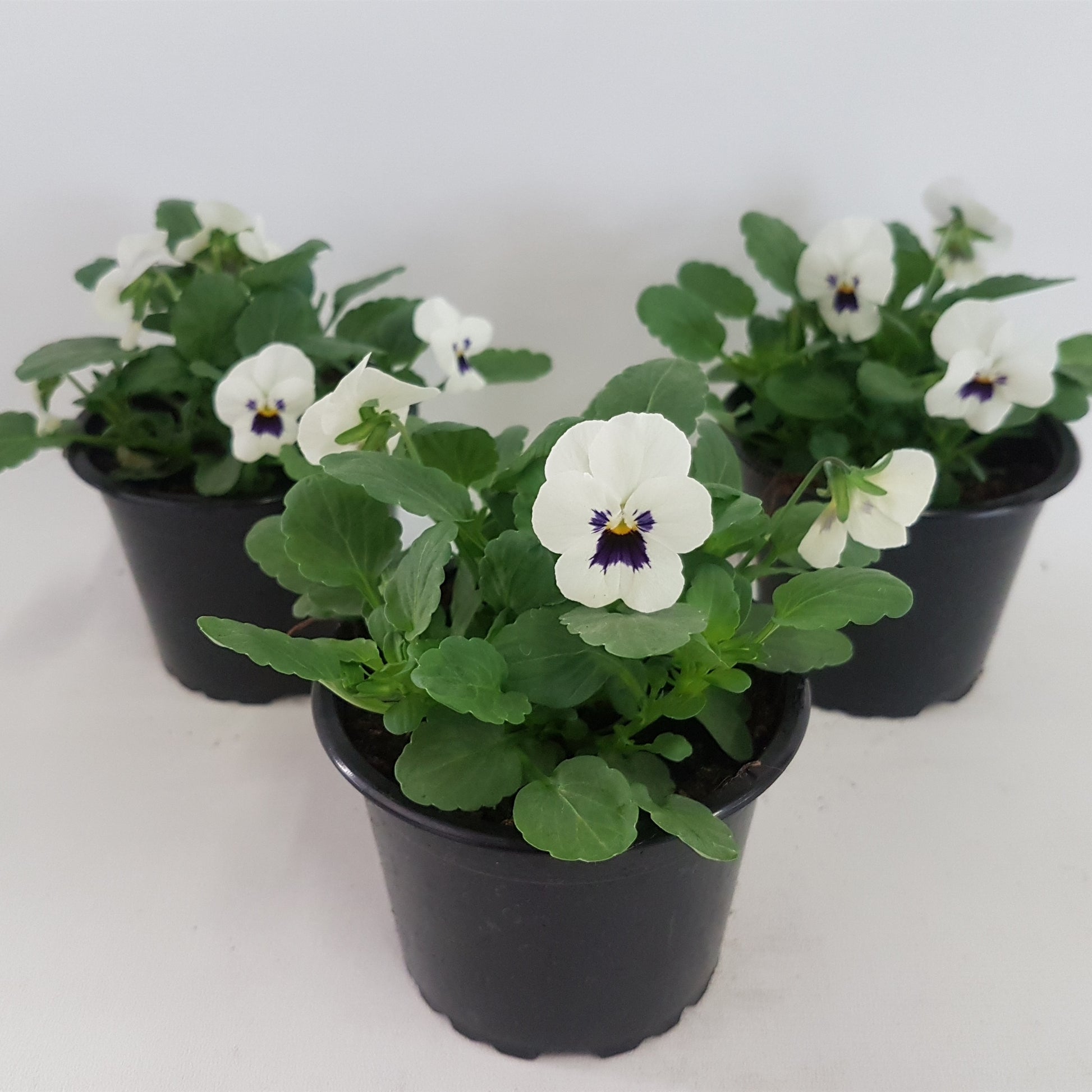 Viola corn. Callisto White with Blotch 15cm 9cm Pot