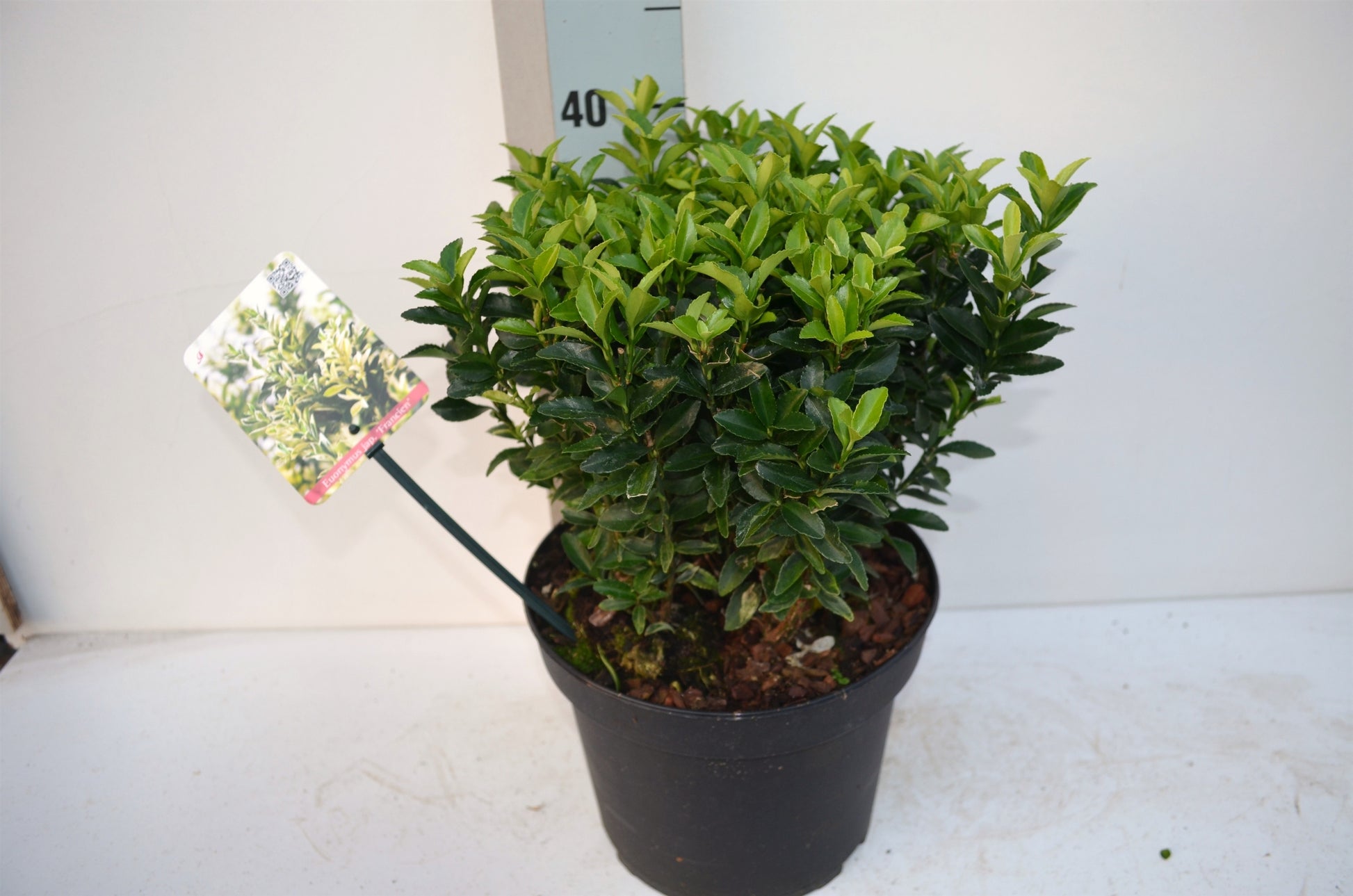 Euonymus Paloma Blanca 30cm 23cm Pot