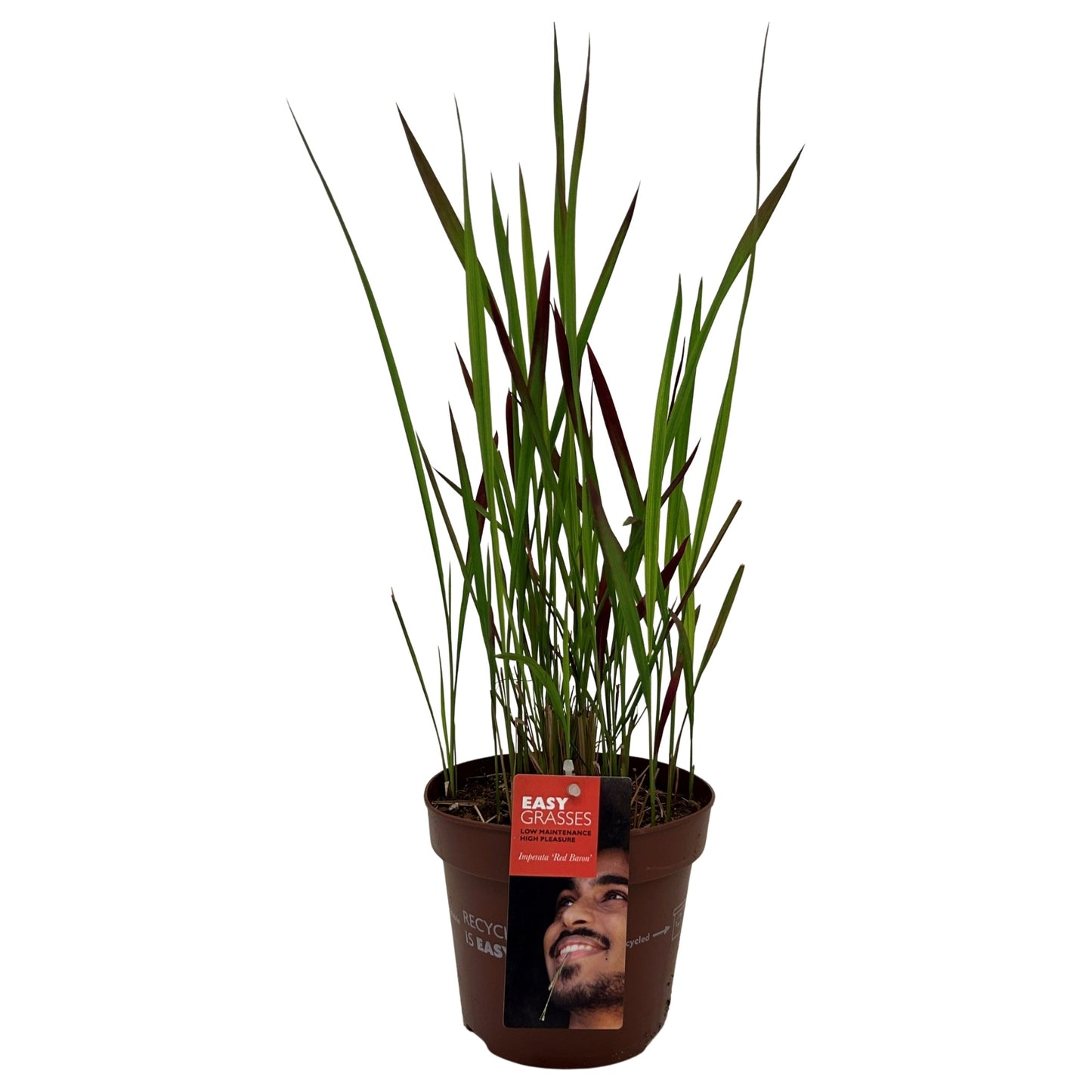 Imperata Red Baron 50cm 17cm Pot