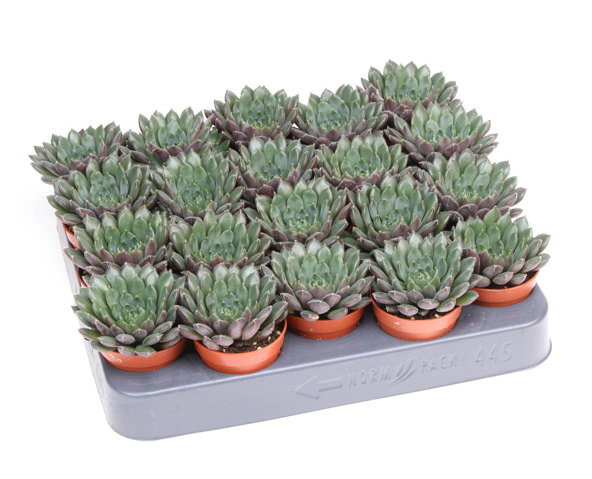 Echeveria Hybrid 8cm 5.5cm Pot