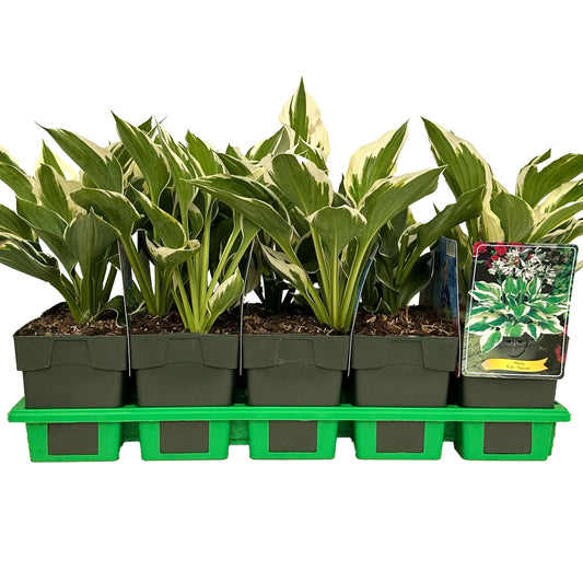 Hosta Patriot 25cm 11cm Pot