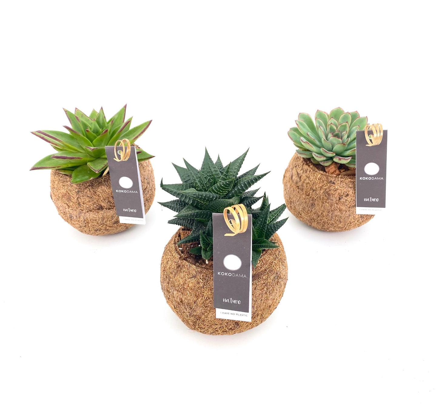 Kokoplant BV Succulent mix Pack of 8