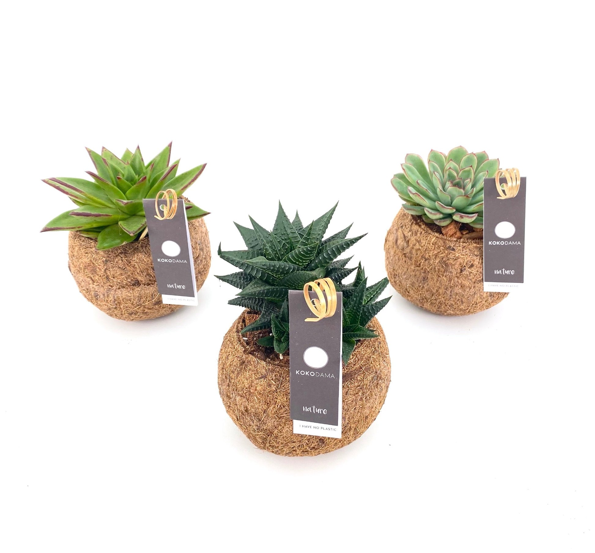 Kokoplant BV Succulent mix Pack of 8
