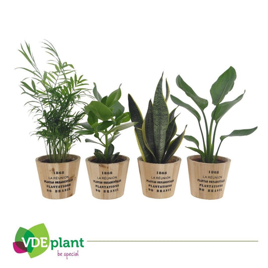 VDE plant BV Foliage houseplants mix Pack of 7