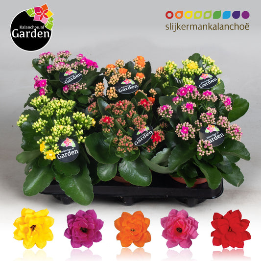 Kalanchoe gevuldbloemig 23cm 12cm Pot