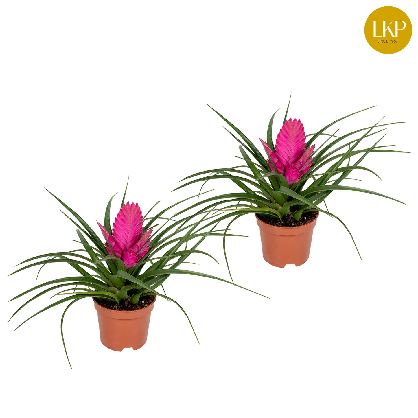 Tillandsia Josée 30cm 10.5cm Pot