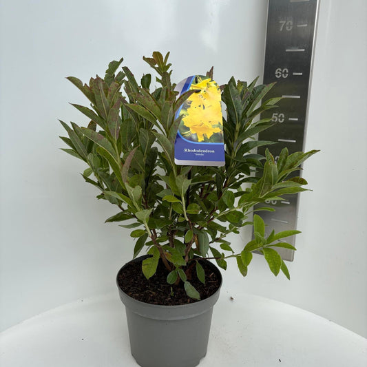 Rhododendron mollis Anneke 55cm 23cm Pot
