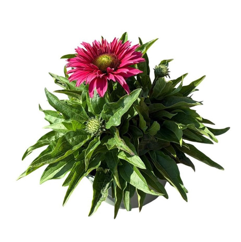Echinacea Sunseekers Sweet Fuchsia 30cm 17cm Pot