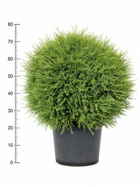 Thuja occidentalis Mr. Bowling Ball 80cm 38cm Pot