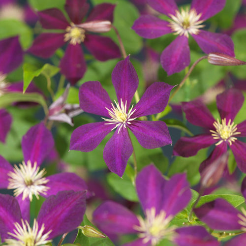 Clematis hybrid mix 40cm 11cm Pot
