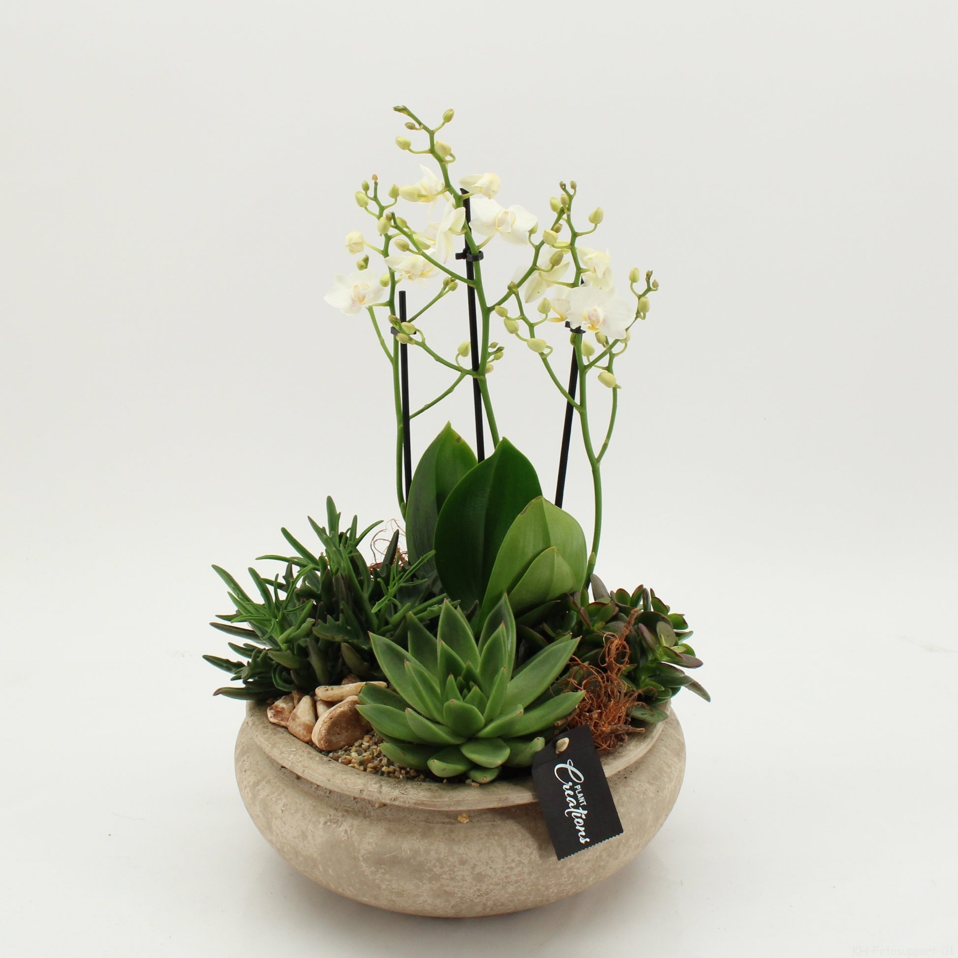 PHAL-2634 Phalaenopsis creatie 45cm 25cm Pot