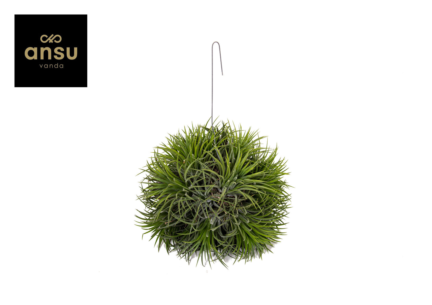 Tillandsia ionantha 25cm 20cm Pot