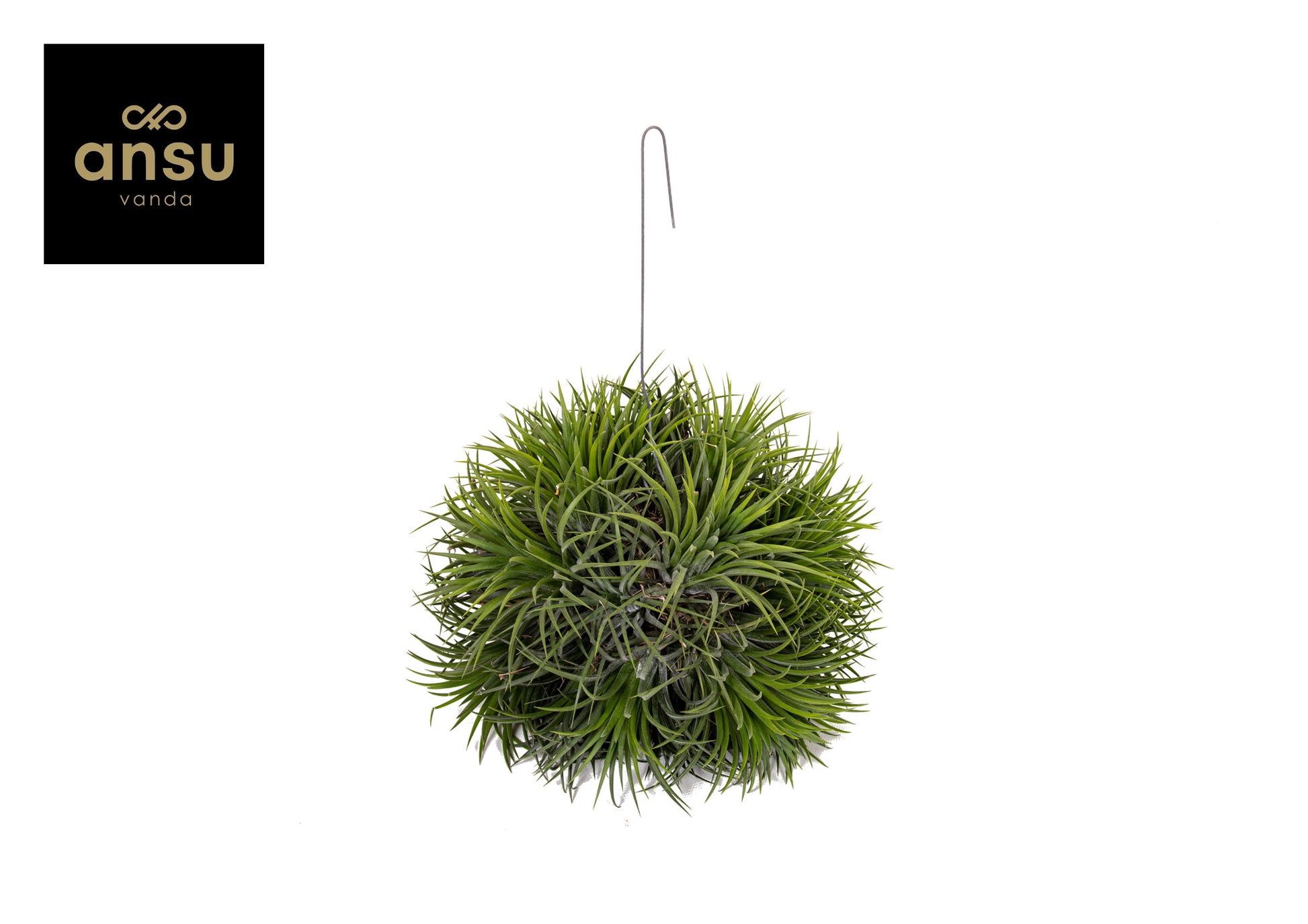 Tillandsia ionantha 25cm 20cm Pot
