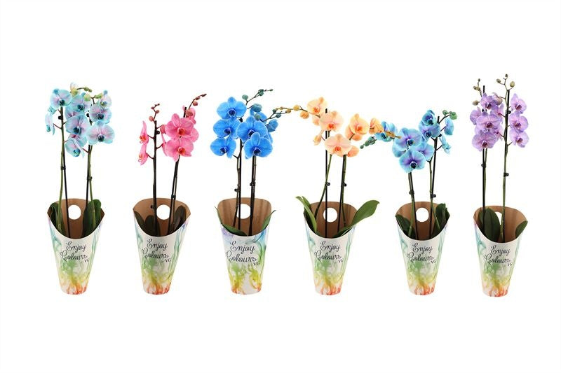 Phalaenopsis Hybrid 55cm 12cm Pot